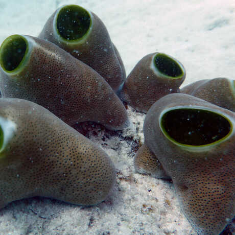 Strange-looking tunicates in Zanzibar