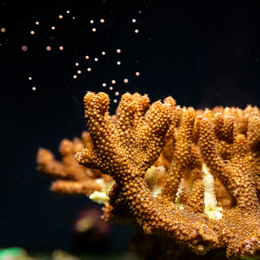 Acropora coral spawns round gamete bundles at Cal Academy. Photo by Gayle Laird