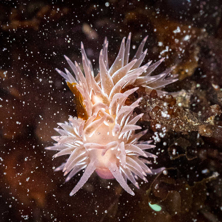 Pink nudibranch in a tidepool