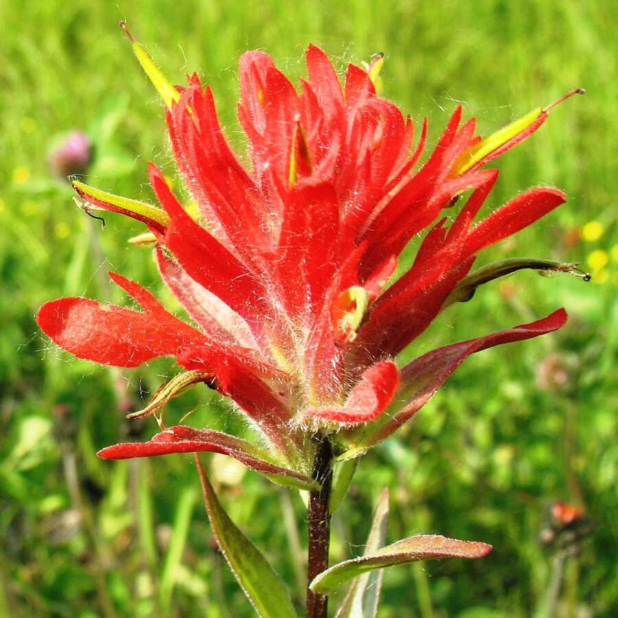 Red paintbrush flower in a grassy field