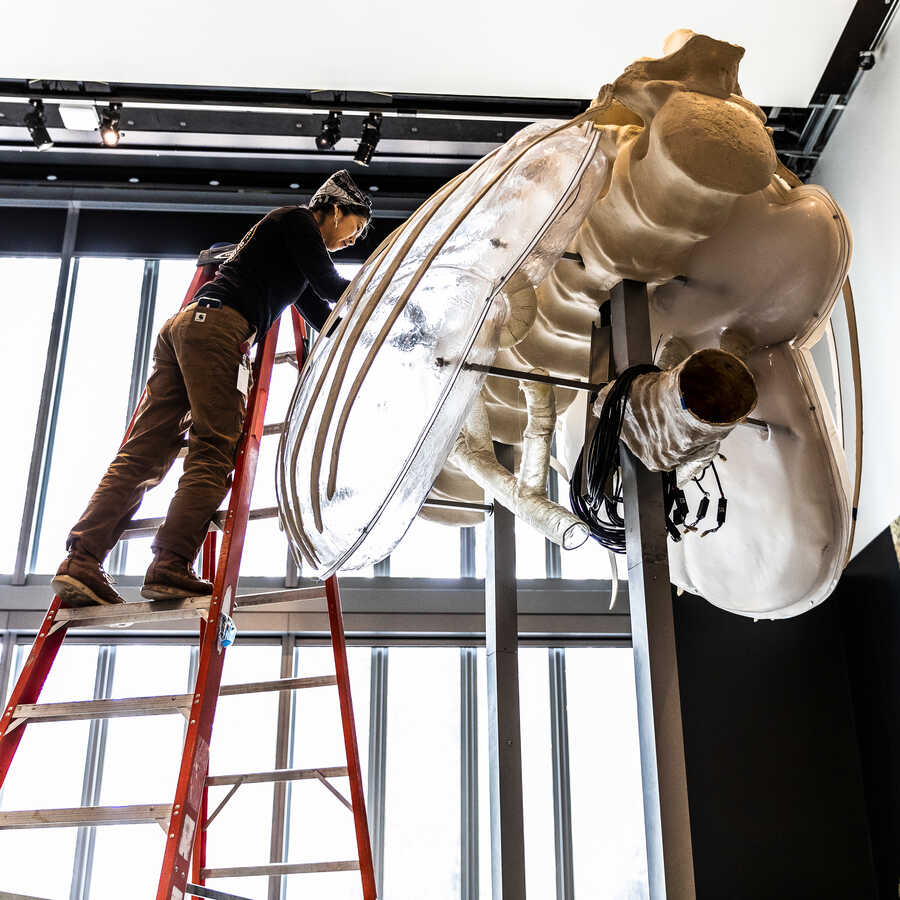 Exhibit Preparator Liza Yee installs a model of Mamenchisaurus's massive lungs in Worlds Largest Dinosaurs exhibition