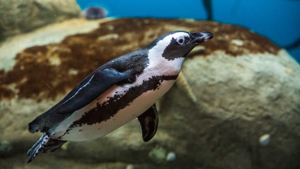 Photo of African penguin swimming underwater
