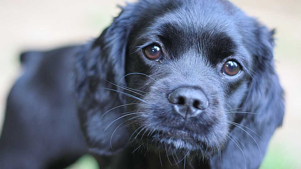 Clovis, a 7 month old Cockapoo puppy, Bryan Casteel/Flickr