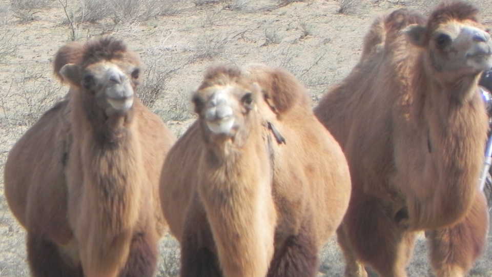 Bactrian camels