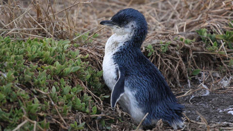 Little penguin, Magnus Kjaergaard/Wikipedia