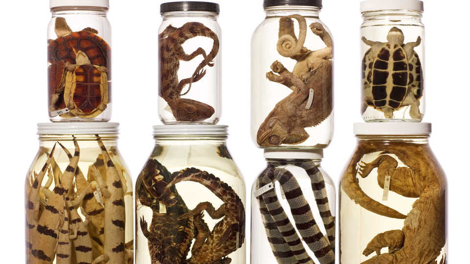 Herpetology specimens 