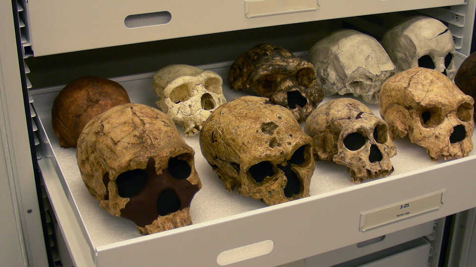 Hominin Cast Collection at the California Academy of Sciences