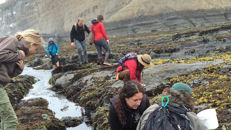 Pillar Point BioBlitz - July, 2014