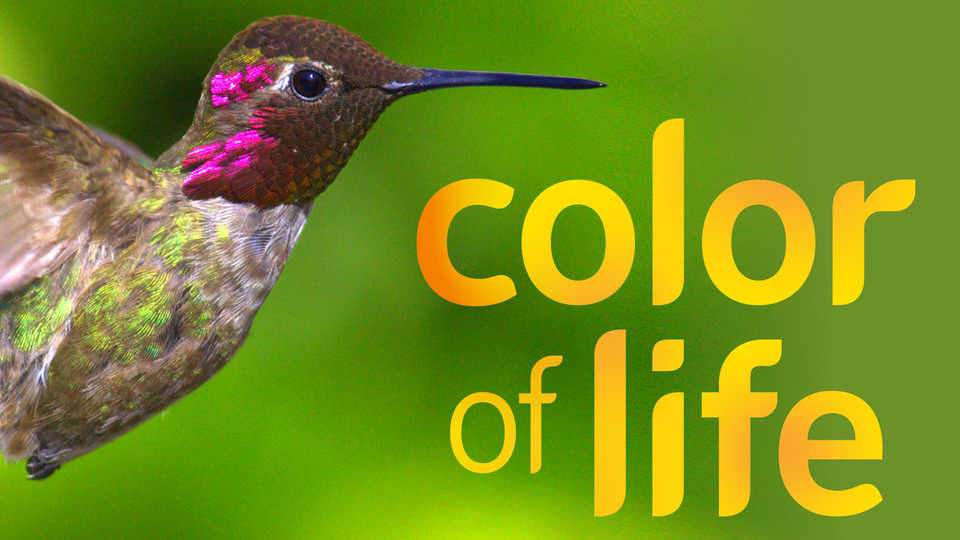 Hummingbird from Color of Life exhibit