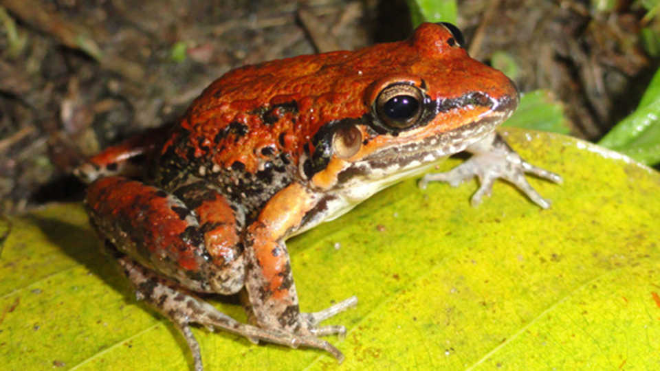 Leptodactylus fragilis