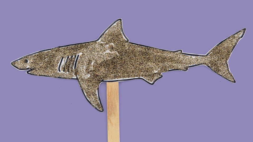 Craft of shark on a popsicle stick