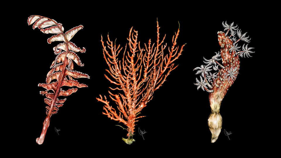 Drawings of octocorals