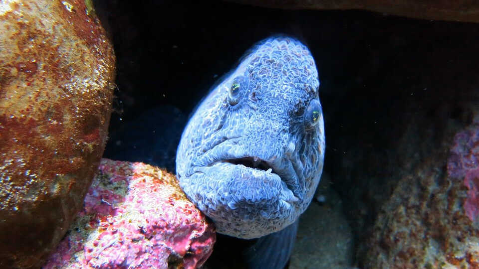 Close up photo of a grumpy-looking wolf eel in its habitat at Steinhart Aquarium