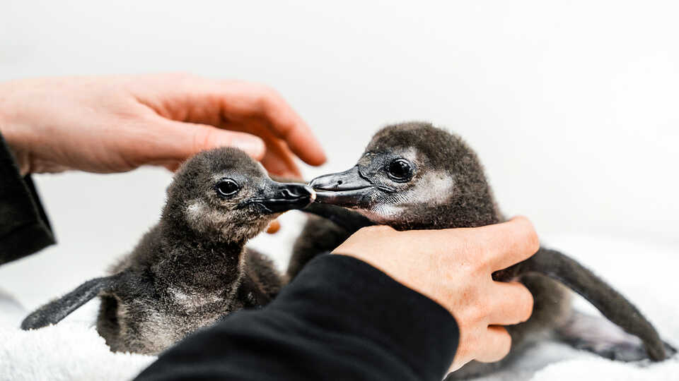 Two penguin chicks perk up on a towel, as an Academy biologist holds them upright. 