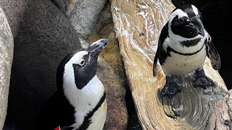 Dunker and Kianga, two African penguins, stand on wood and rocks in their enclosure. They are black and white, striped heads 