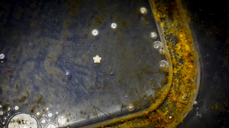 A tiny bat star larvae sits on a greenish, algae covered dish in the Academys labs. 