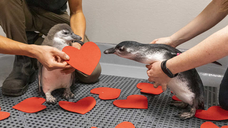 Two young penguin chicks, held by biologists, look at red felt valentines hearts. 