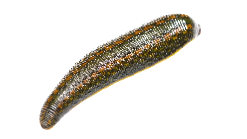 Screenshot of a YouTube video showing a close-up of a European medicinal leech against a white background