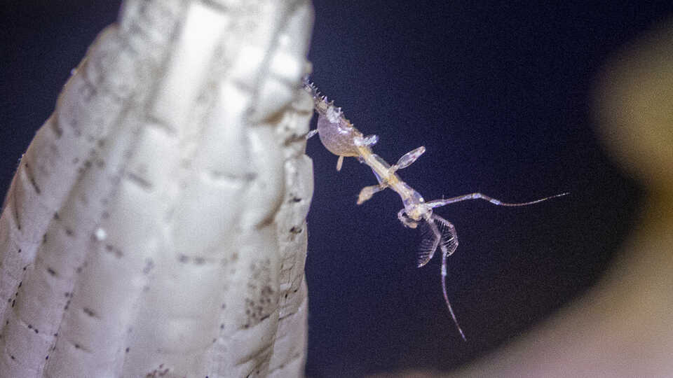 Skeleton shrimp with limbs extended clings to a tunicate on exhibit at Steinhart Aquarium. Photo by Gayle Laird