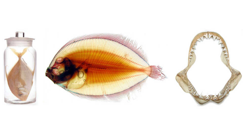 picture of fish specimens
