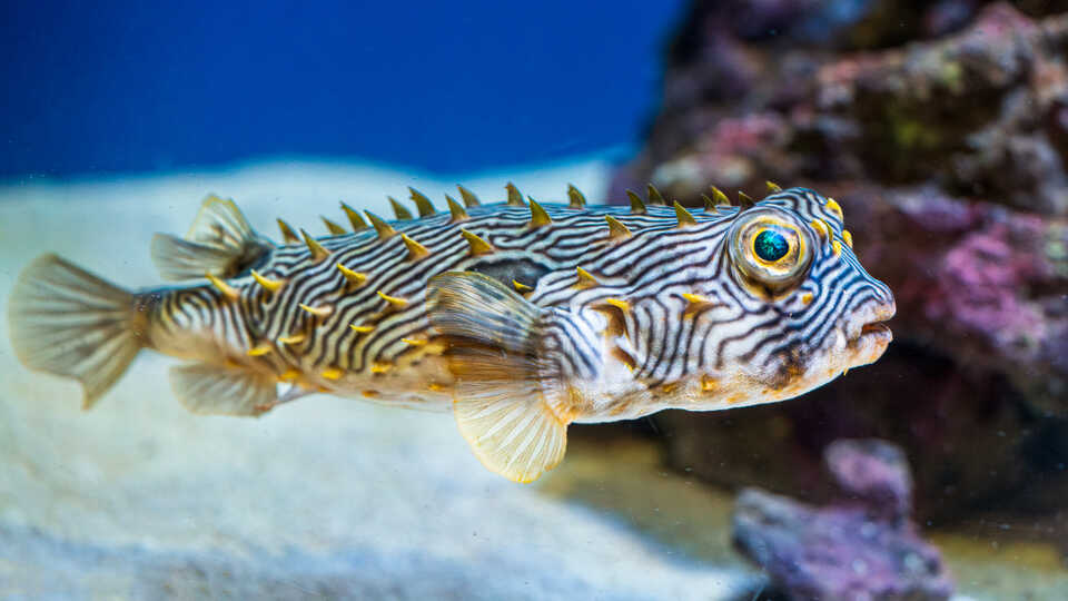 Striped burrfish on exhibit in Steinhart Aquarium at Cal Academy. Photo by Gayle Laird