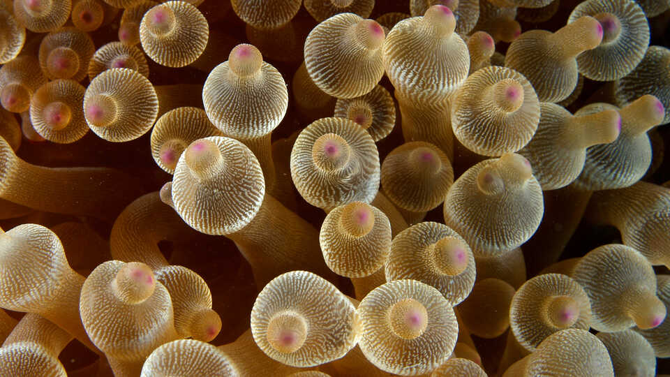Close-up photo of bulb tentacle anemones by Nick Hobgood, CC BY-SA 3.0