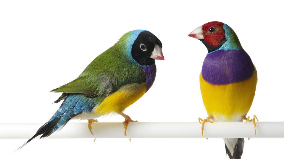 Two colorful Gouldian finches perch against a white background