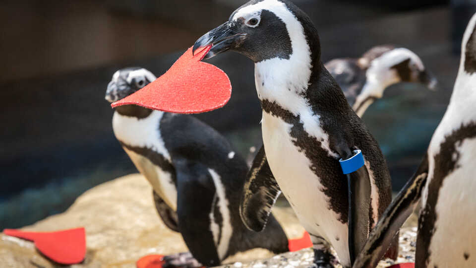 African penguin holds a red felt valentine in its beak at the Academy