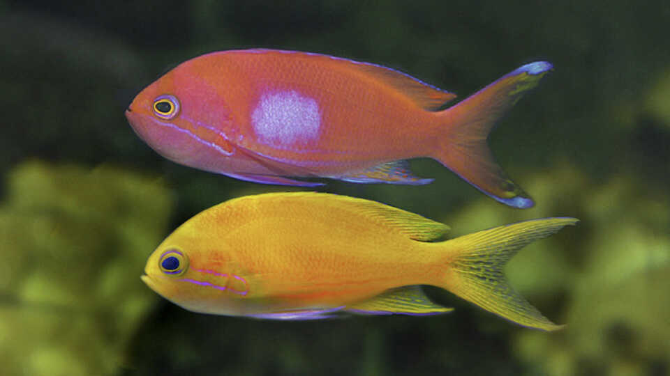 2 neon-colored square-spot fairy basslet fish in the Philippine Coral Reef exhibit at Cal Academy. Photo by Ron de Cloux