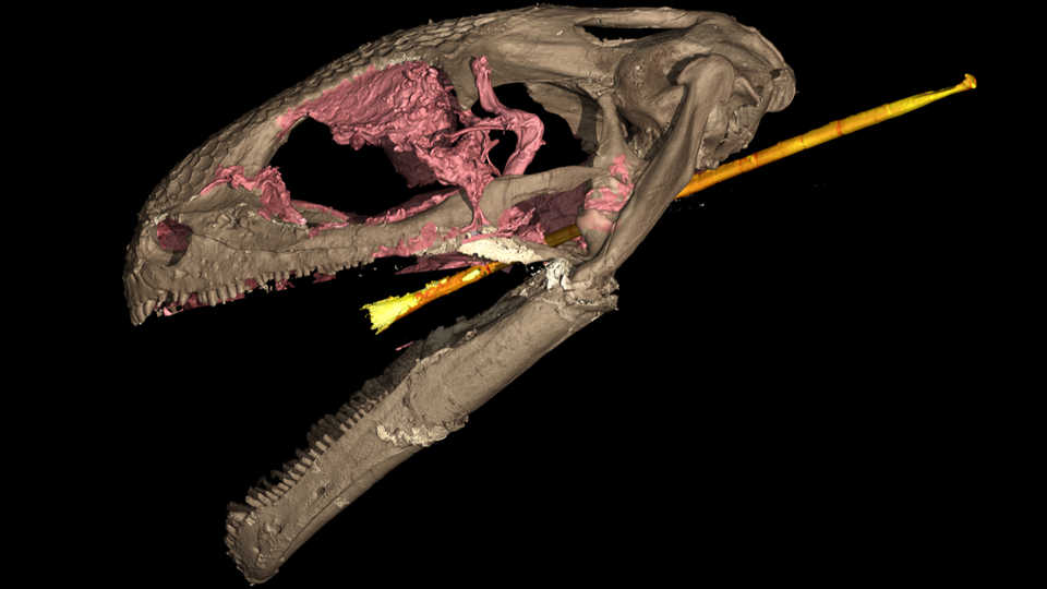 3D scan of Yaksha peretti skull