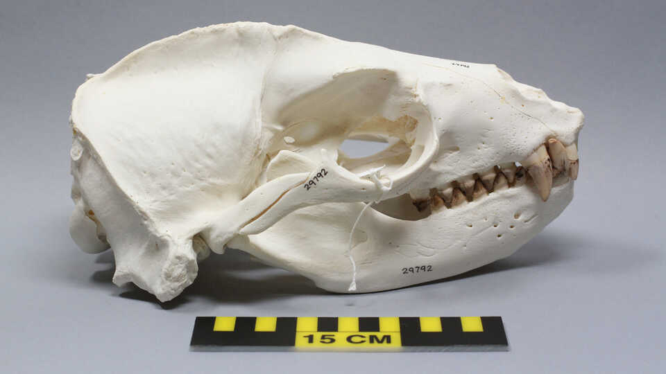 Sea lion skull