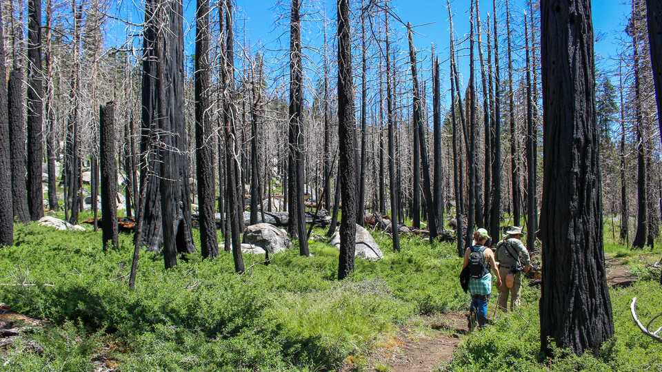 Academy scientists hike through burned forest in the Caples Creek watershed