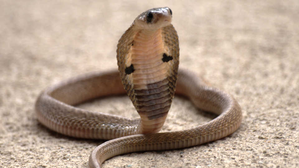 Naja (Indian cobra) juvenile