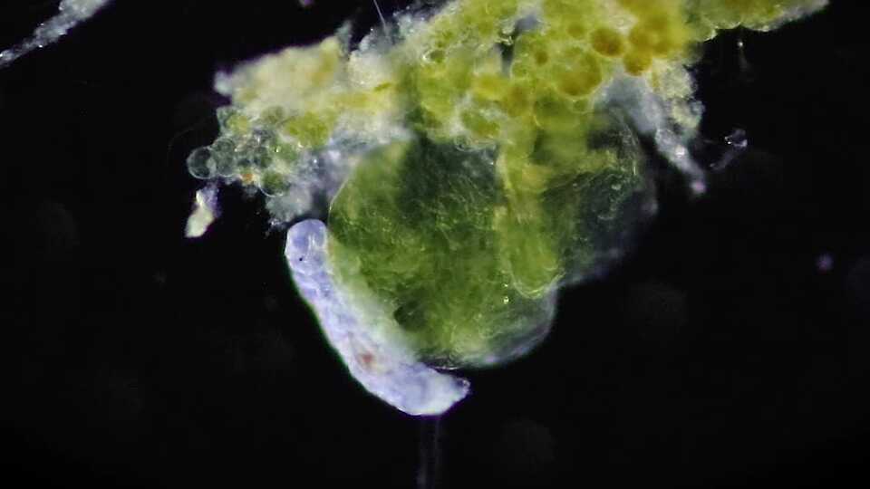 Tardigrade and Cyanobacteria - Antarctic microscopy