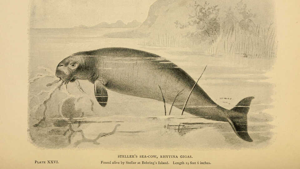 Drawing of a Steller's sea cow
