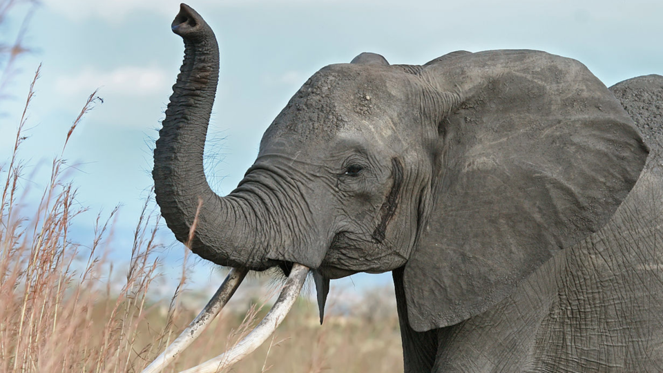 African elephant