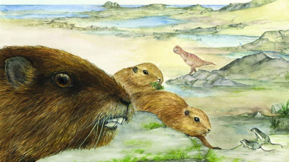 Early mammal, Vintana