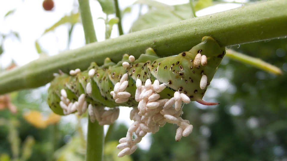 Braconid wasp parasitizing caterpillar