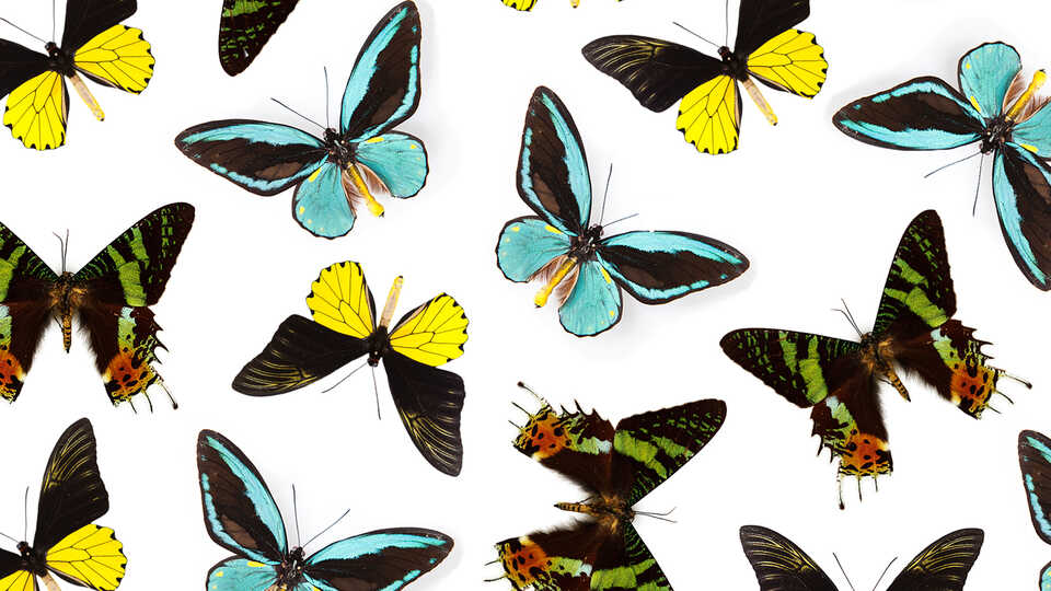 Collage of colorful tropical butterflies against white background