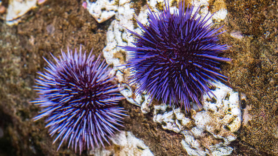 Two purple sea urchins in the California Coast exhibit at the Academy