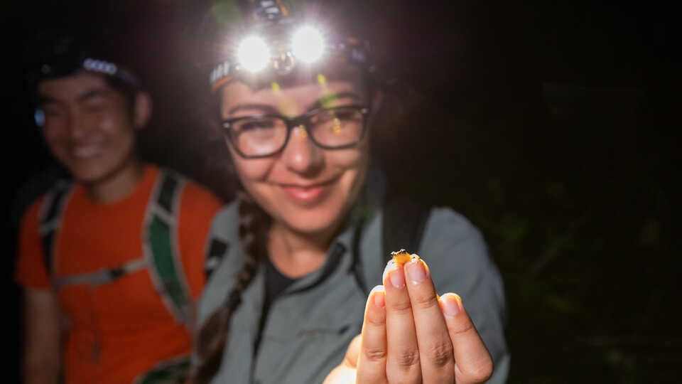 Dr. Rayna Bell holds a Lesser Antillean frog 