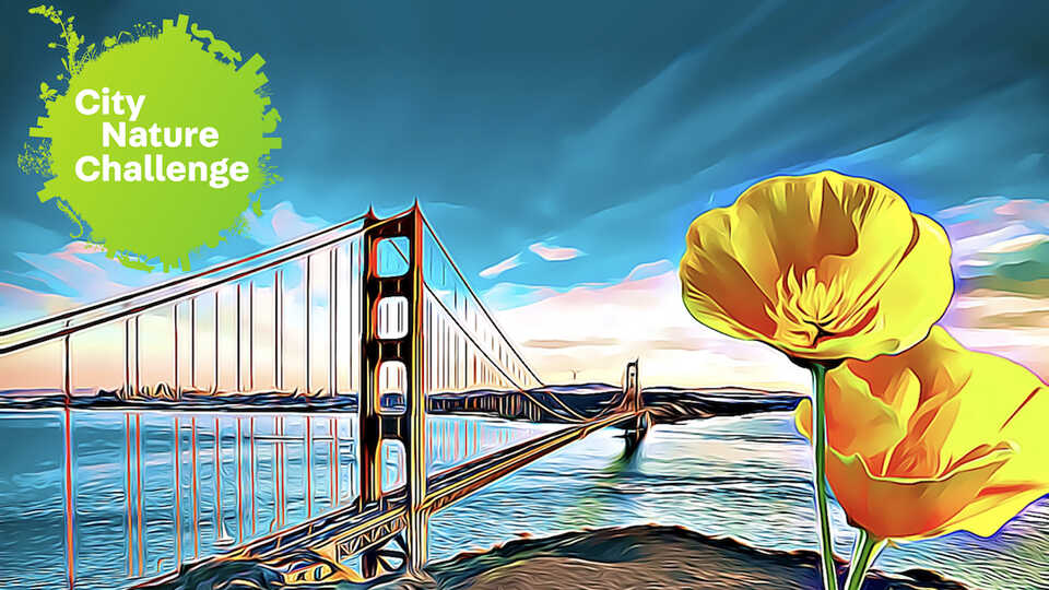San Francisco Bay Area City Nature Challenge, April 28 - May 1, 2023