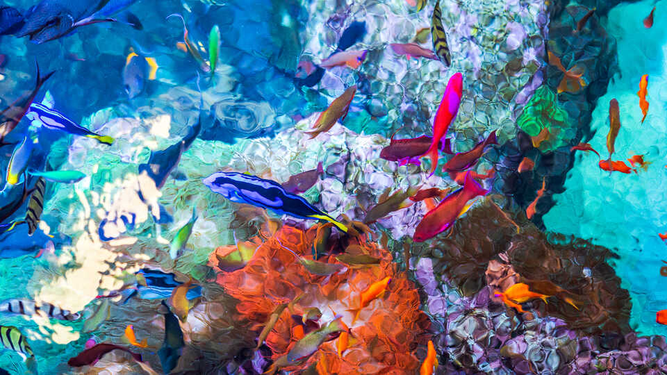 Aerial shot over Reef Lagoon exhibit with colorful coral reef fish and coral under the surface