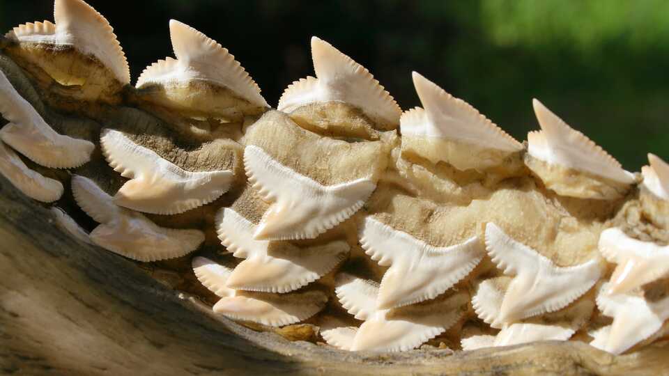 Closeup photo of serrated shark teeth