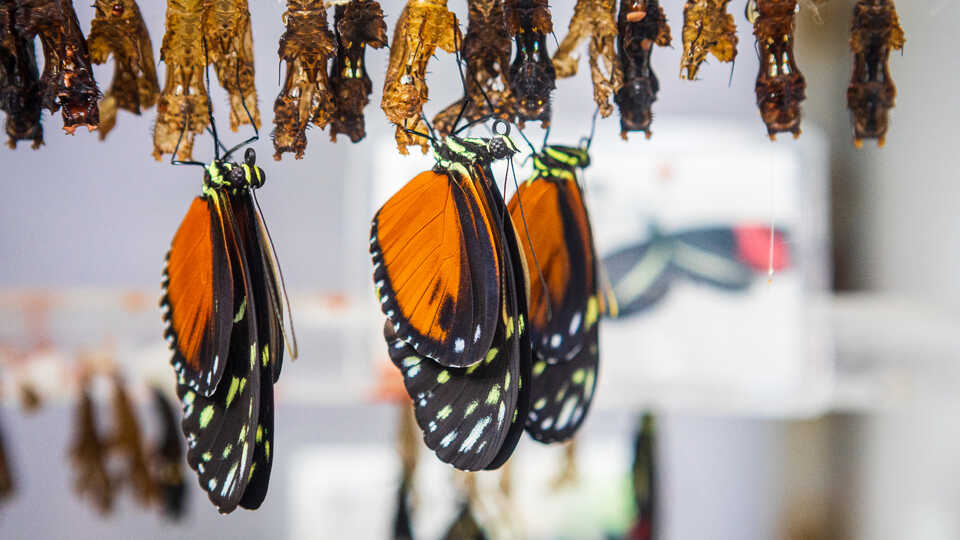 Orange heliconia butterflies hang upside down after hatching from chrysalis