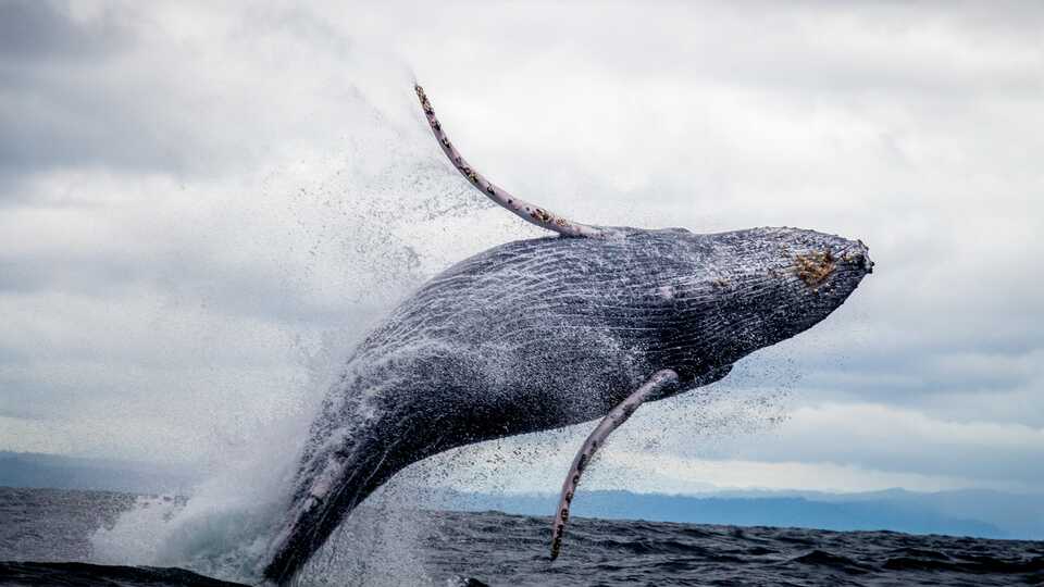 A whale breaches over the water