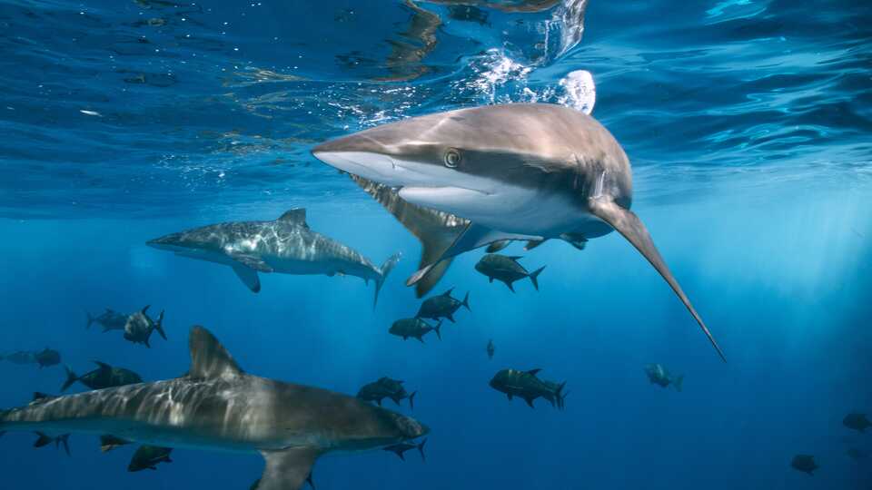 Reef sharks and fish in the open ocean