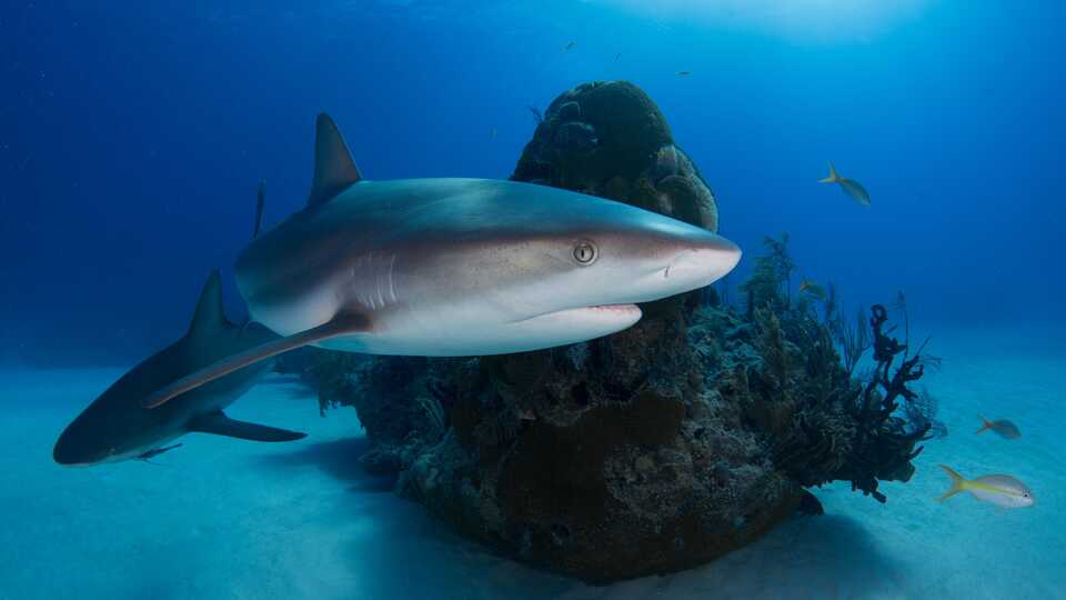 Reef sharks swim around a coral reef with small fish