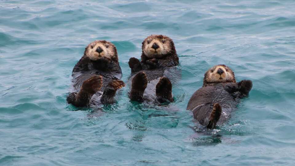 3 sea otters floating on their backs in the ocean