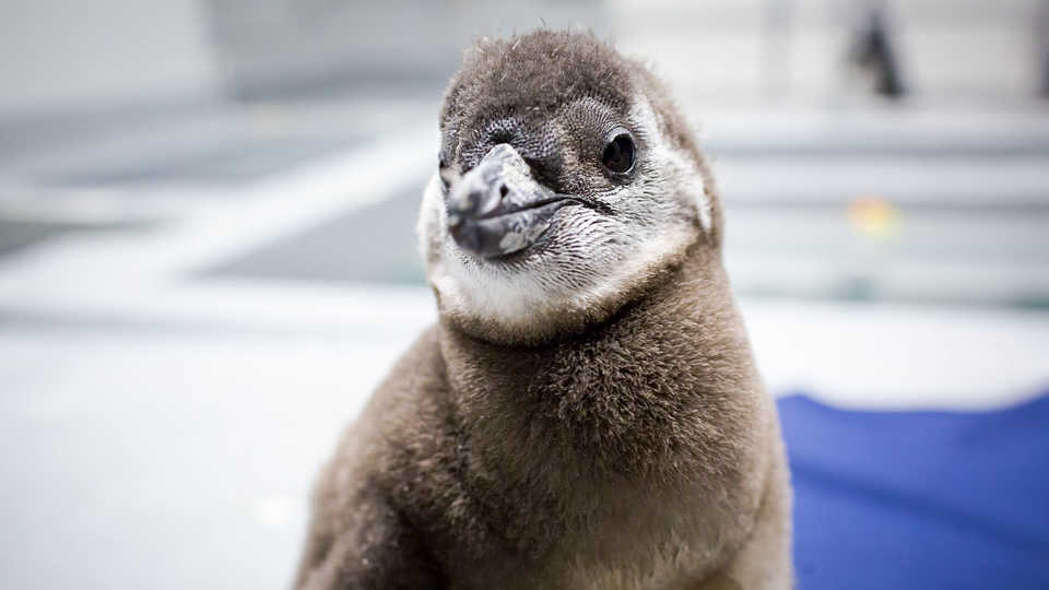 African penguin chick
